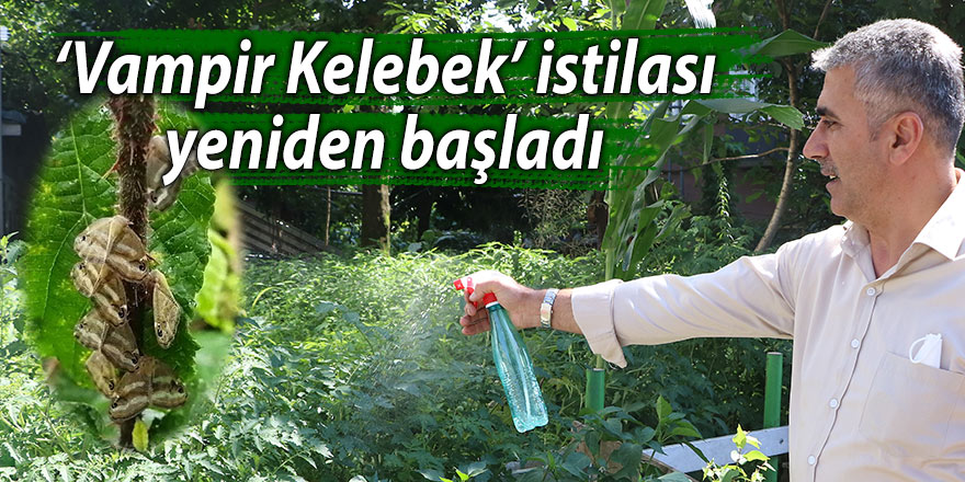 ‘Vampir Kelebek’ istilası yeniden başladı