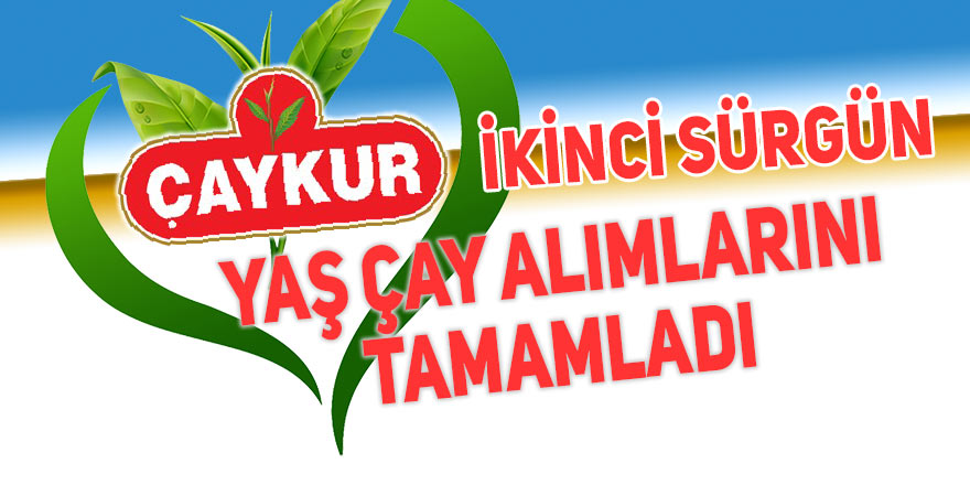 ÇAYKUR, ikinci sürgün yaş çay alımlarını tamamladı