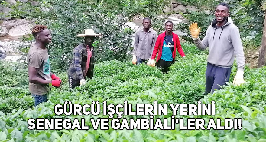 Gürcü işçilerin yerini Senegal ve Gambiali'ler aldı!