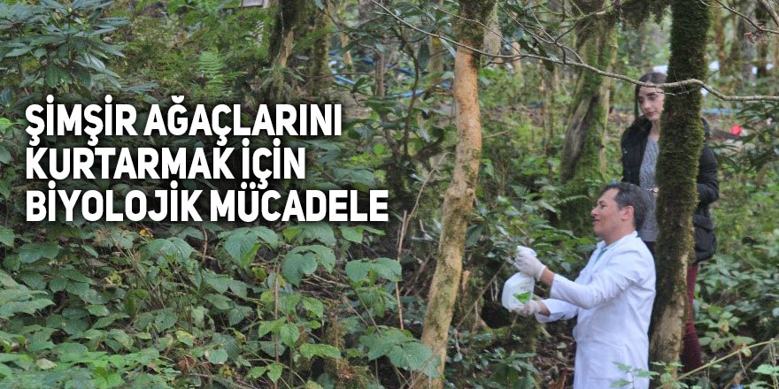 Şimşir ağaçlarını kurtarmak için biyolojik mücadele