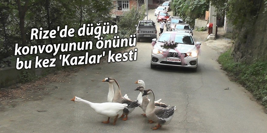 Rize'de düğün konvoyunun önünü bu kez 'Kazlar' kesti