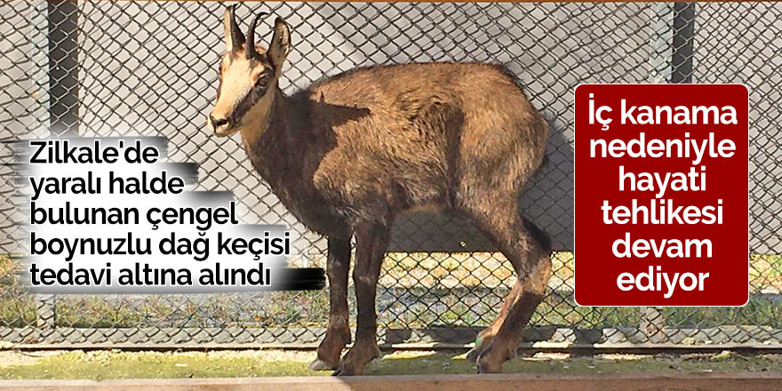 Zilkale'de yaralı halde bulunan çengel boynuzlu dağ keçisi tedavi altına alındı