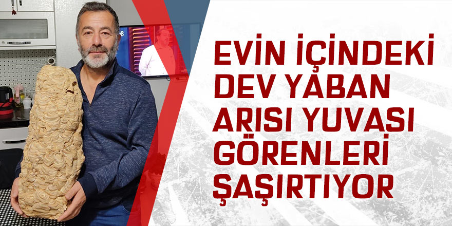 Evin içindeki dev yaban arısı yuvası görenleri şaşırtıyor