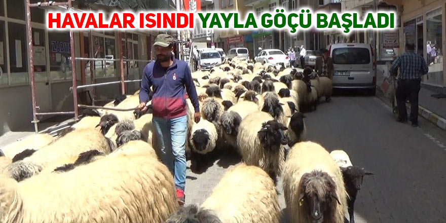 Havalar ısındı, yayla göçü başladı