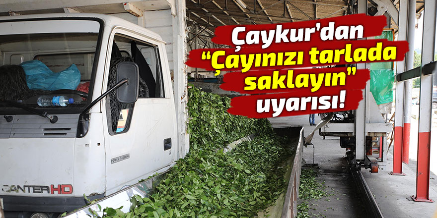 ÇAYKUR, günlük yaş çay alımında kapasitenin üzerine çıktı