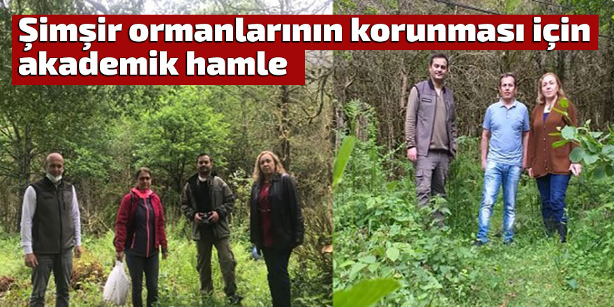 Şimşir ormanlarının korunması için akademik hamle