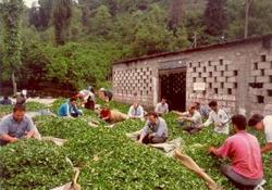 Çaykur, 195 bin ton yaş çay aldı