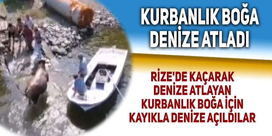 Rize'de boğa denize atladı!