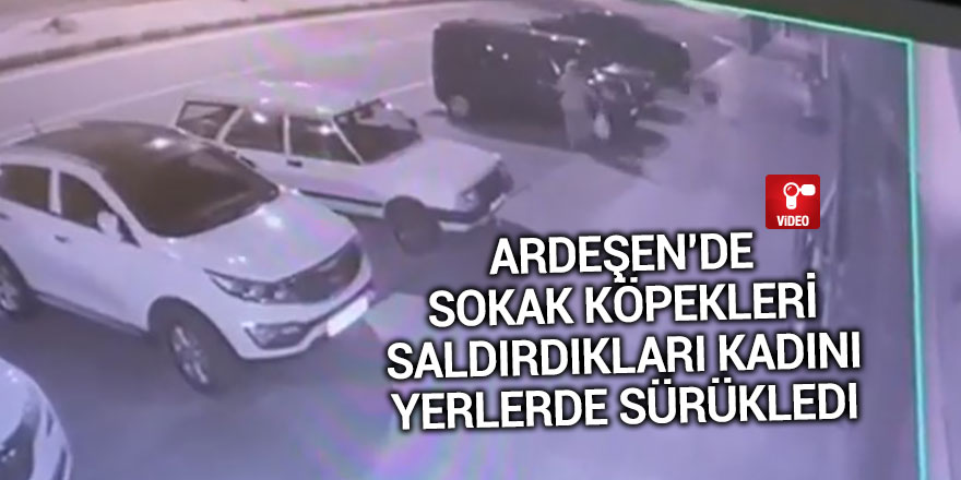 Ardeşen’de sokak köpekleri saldırdıkları kadını yerlerde sürükledi