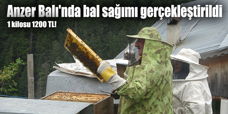 Anzer Balı'nda bal sağımı gerçekleştirildi