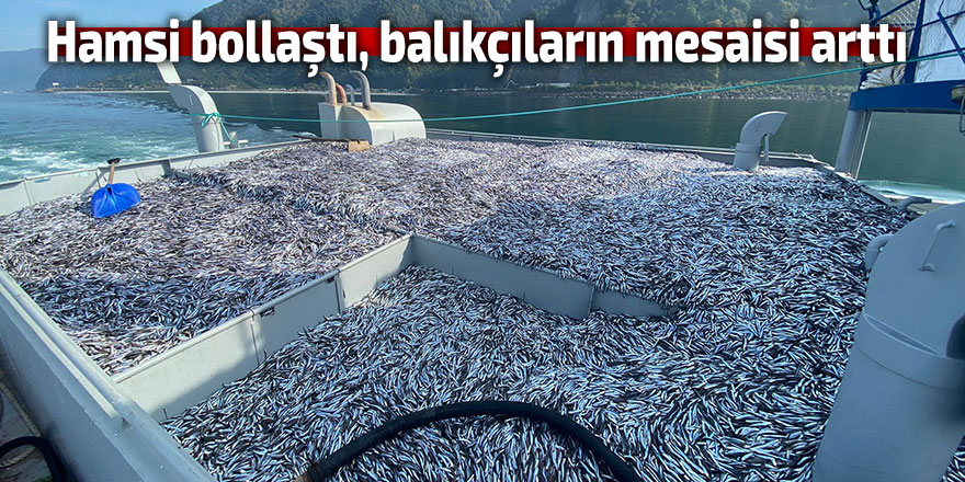 Hamsi bollaştı, balıkçıların mesaisi arttı