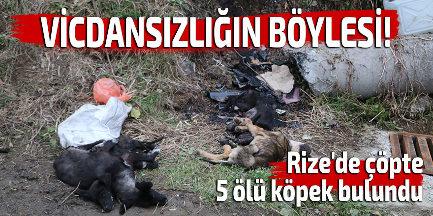 Rize'de çöpte 5 ölü köpek bulundu