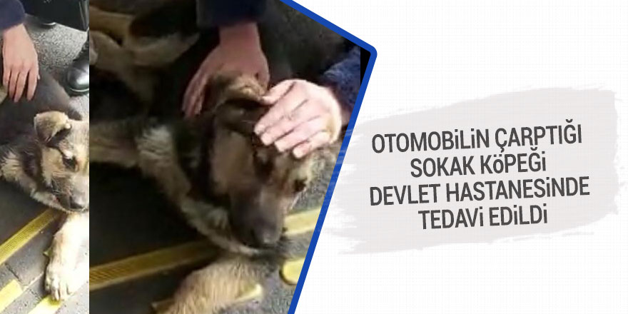 Otomobilin çarptığı sokak köpeği devlet hastanesinde tedavi edildi