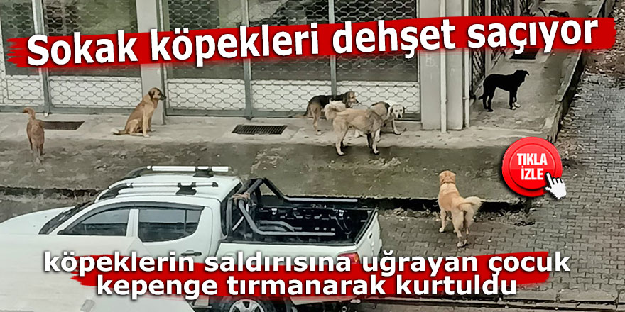 Sokak köpekleri dehşet saçıyor