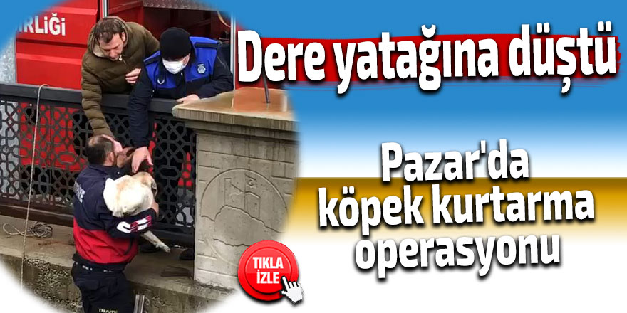 Pazar'da köpek kurtarma operasyonu