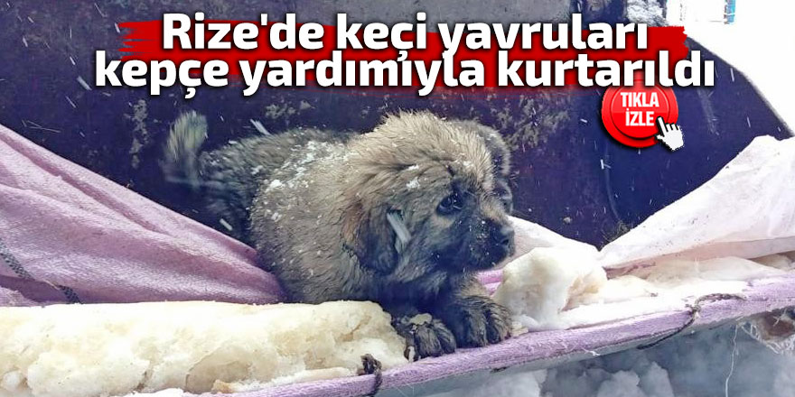 Rize'de keçi yavruları iş makinesinin yardımıyla kurtarıldı