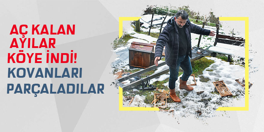 Rize'de aç kalan ayılar köye indi, 42 kovana zarar verdi