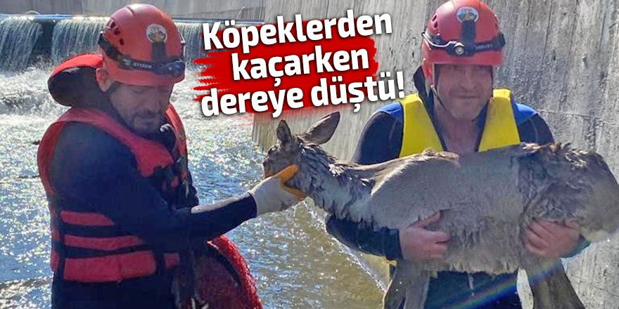 Köpeklerden kaçan karaca dereye düştü!