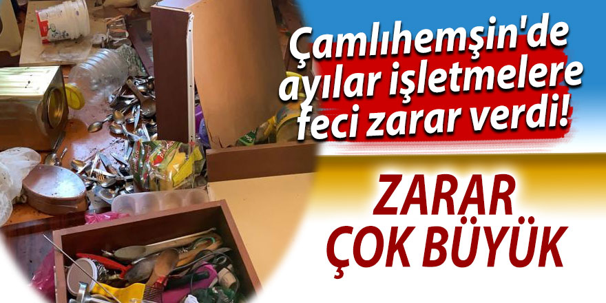 Çamlıhemşin'de ayılar işletmelere zarar verdi