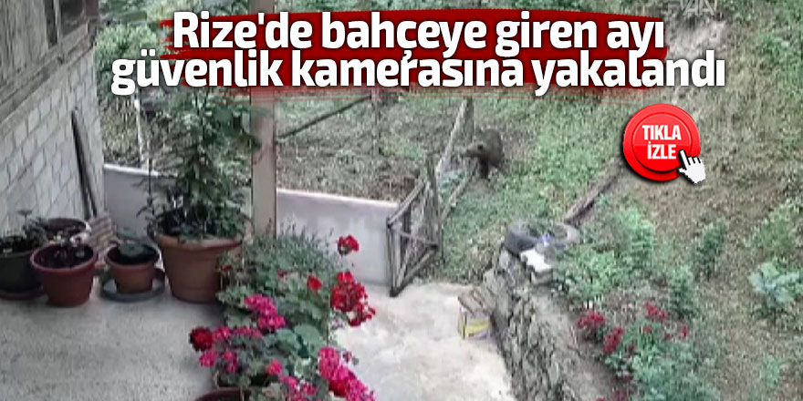 Rize'de bahçeye giren ayı güvenlik kamerasına yakalandı