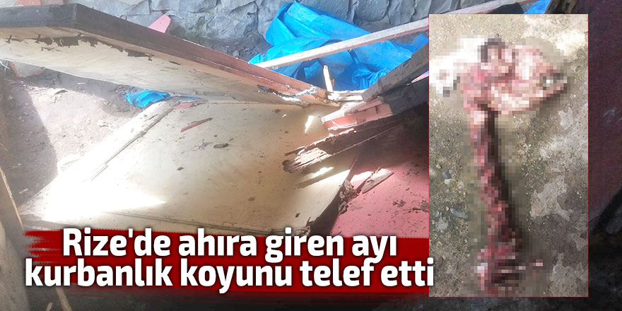 Rize'de ahıra giren ayı, kurbanlık koyunu telef etti