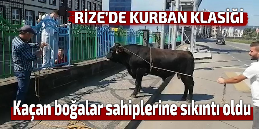 Rize'de kaçan boğalar sahiplerini zora soktu