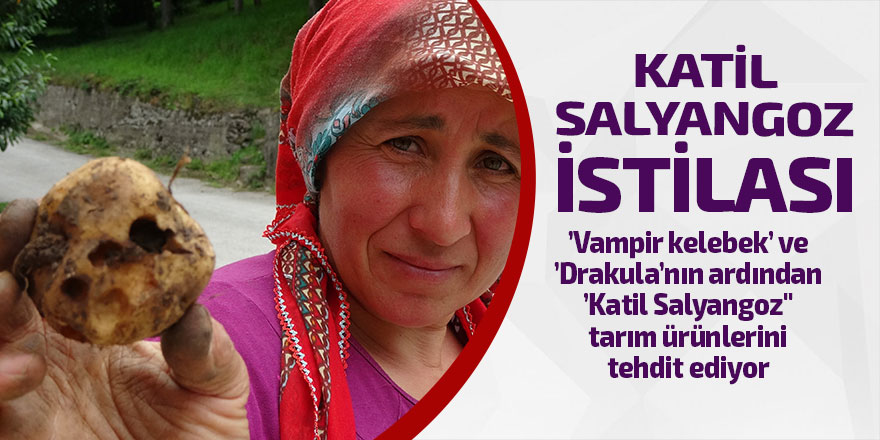 "Katil salyangoz" istilası