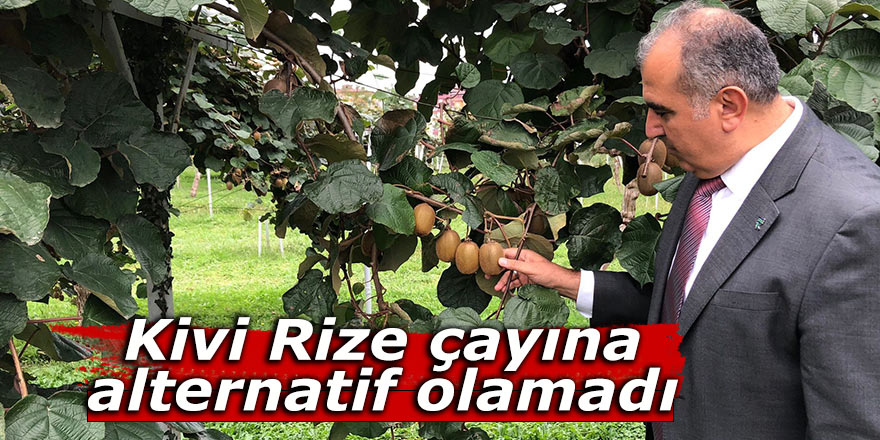 Kivi Rize çayına alternatif olamadı