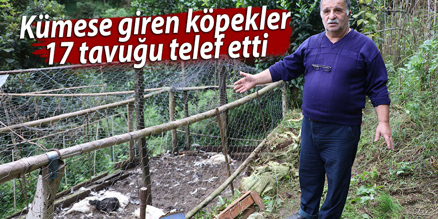 Kümese giren köpekler, 17 tavuğu telef etti