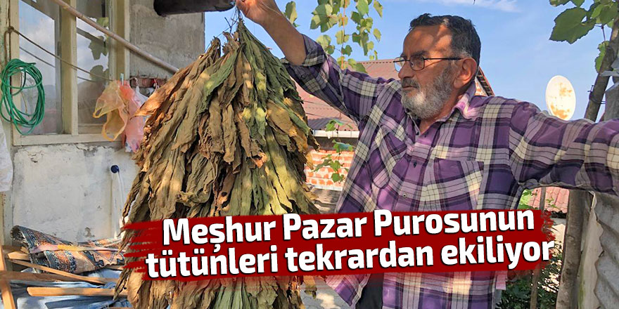 Meşhur Pazar Purosunun tütünleri tekrardan ekiliyor