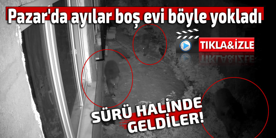 Pazar'da ayılar boş evi böyle yokladı