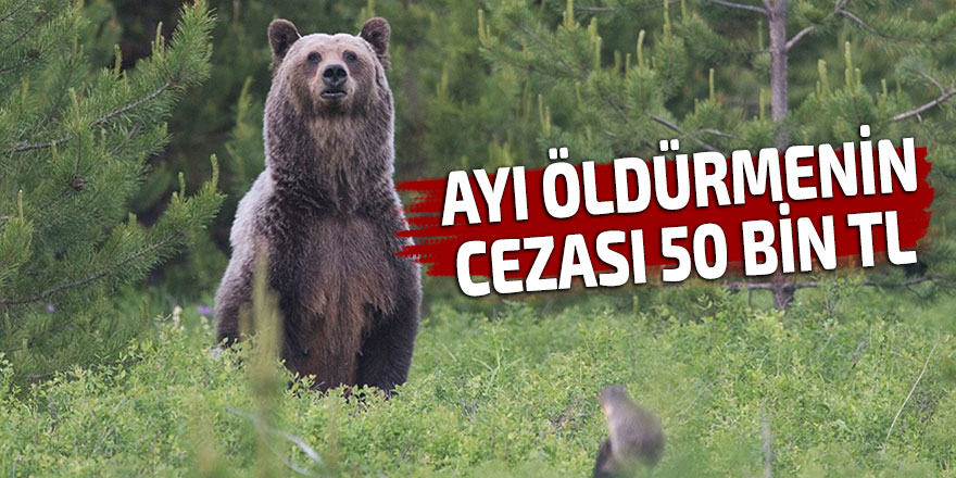 AYI ÖLDÜRMENİN CEZASI 50 BİN TL