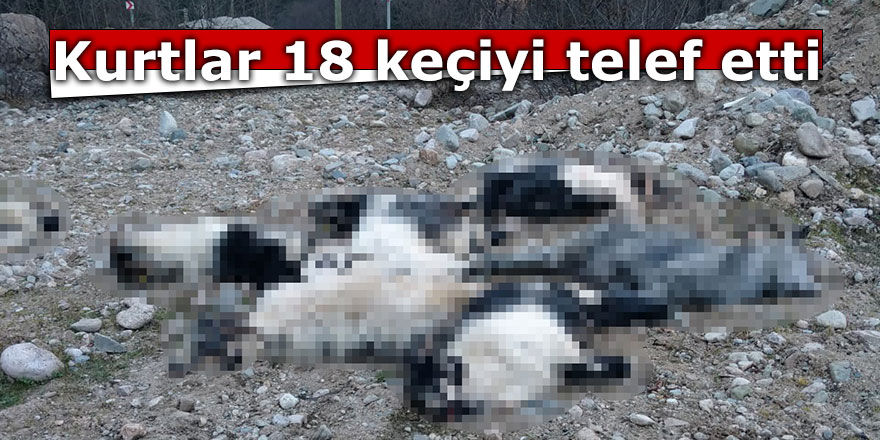 Kurtlar 18 keçiyi telef etti