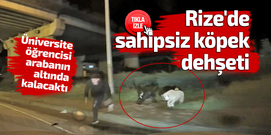 Rize'de sahipsiz köpek dehşeti