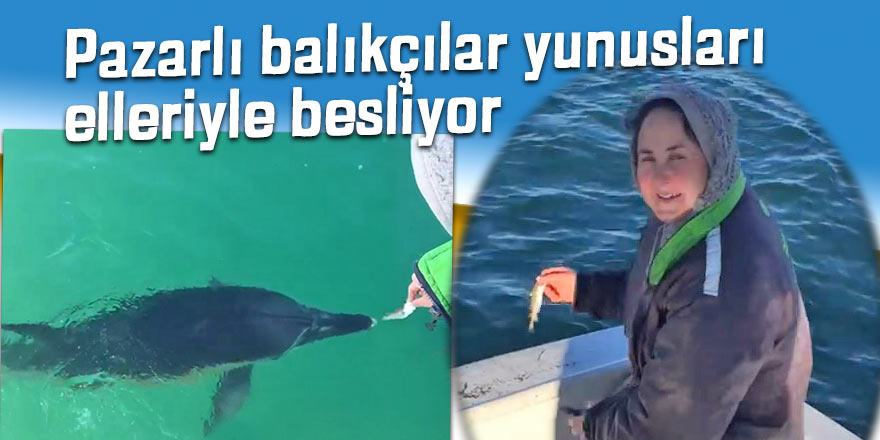 Pazarlı balıkçılar yunusları elleriyle besliyor