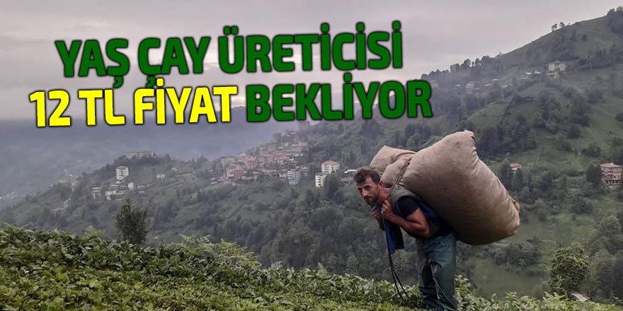 YAŞ ÇAY ÜRETİCİSİ 12 TL FİYAT BEKLİYOR