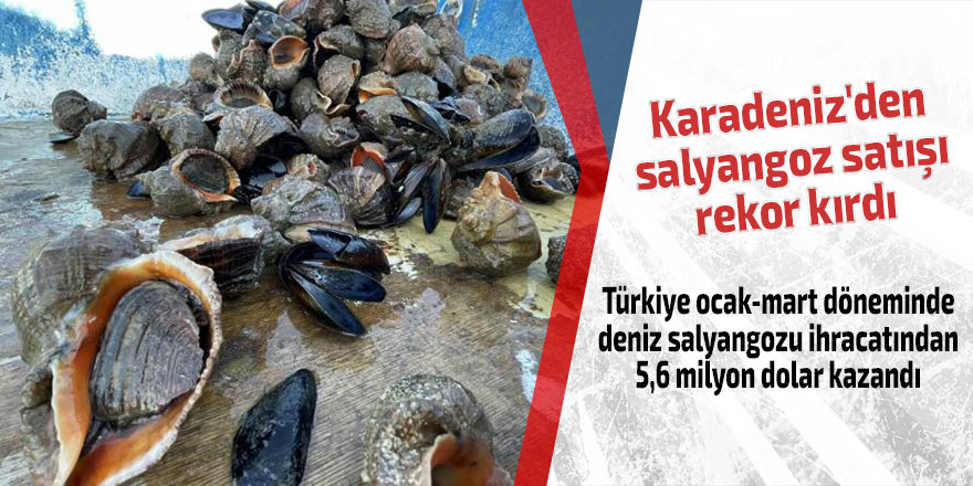 Karadeniz'den salyangoz satışı rekor kırdı