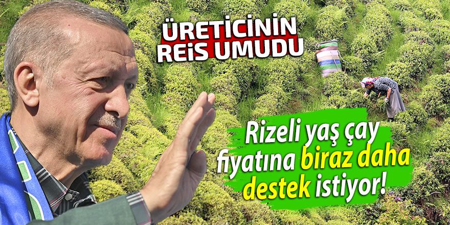 Rizeli yaş çay fiyatına biraz daha destek istiyor!