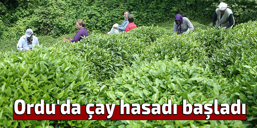 Ordu'da çay hasadı başladı