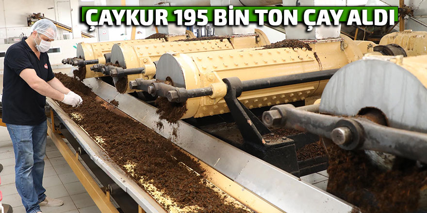 ÇAYKUR 195 BİN TON ÇAY ALDI