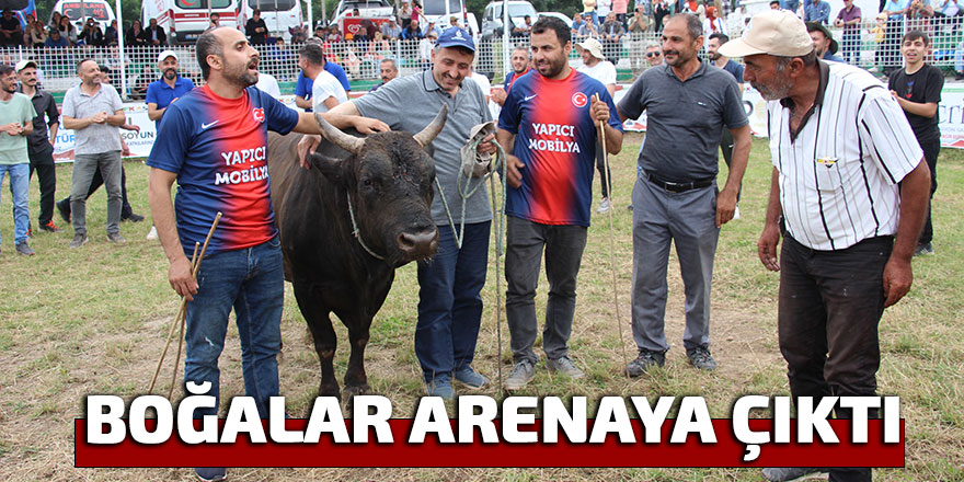 BOĞALAR ARENAYA ÇIKTI