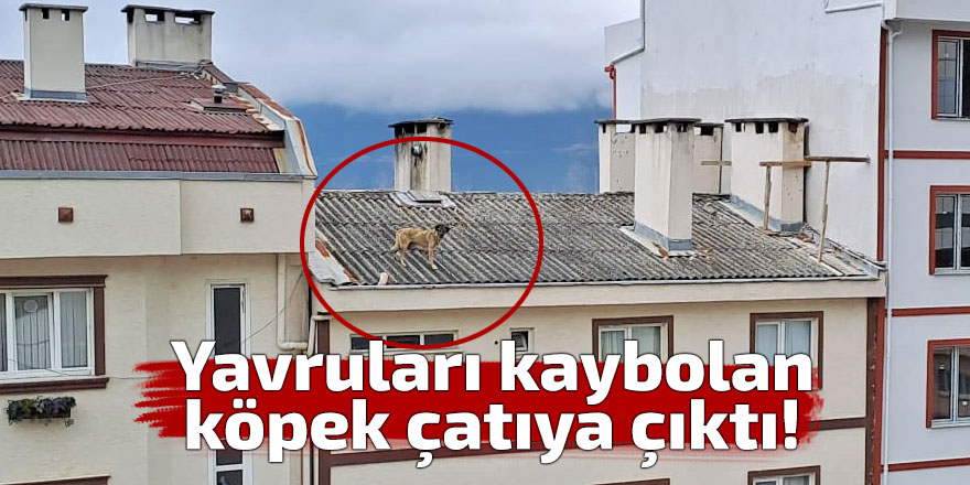 Yavruları kaybolan köpek çatıya çıktı!