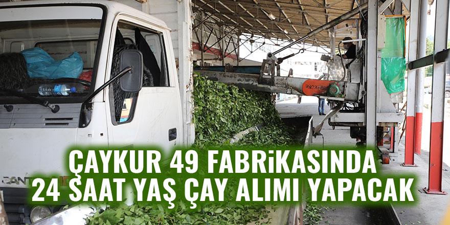 ÇAYKUR 49 fabrikasında 24 saat yaş çay alımı yapacak