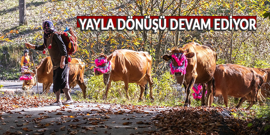 YAYLALARDAN DÖNÜŞ DEVAM EDİYOR