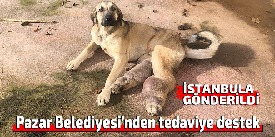 Pazar Belediyesi hasta köpeği tedavi için İstanbul’a götürdü