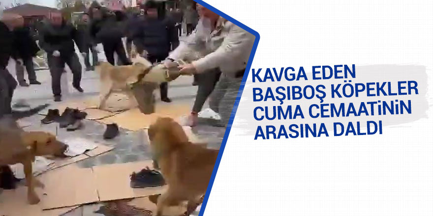 Kavga eden başıboş köpekler Cuma cemaatinin arasına daldı