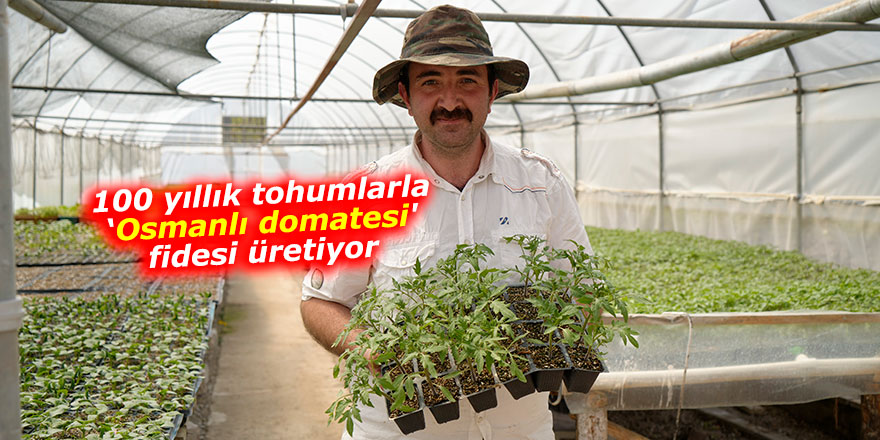 100 yıllık tohumlarla ‘Osmanlı domatesi' fidesi üretiyor