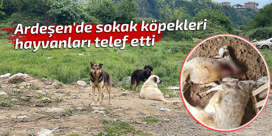Ardeşen'de sokak köpekleri hayvanları telef etti