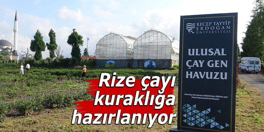 Rize çayı kuraklığa hazırlanıyor