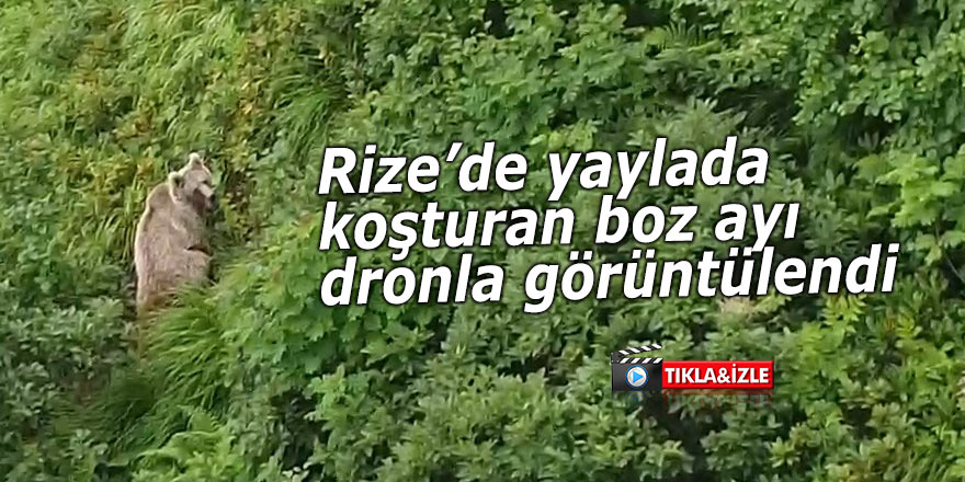 Rize’de yaylada koşturan boz ayı dron ile görüntülendi